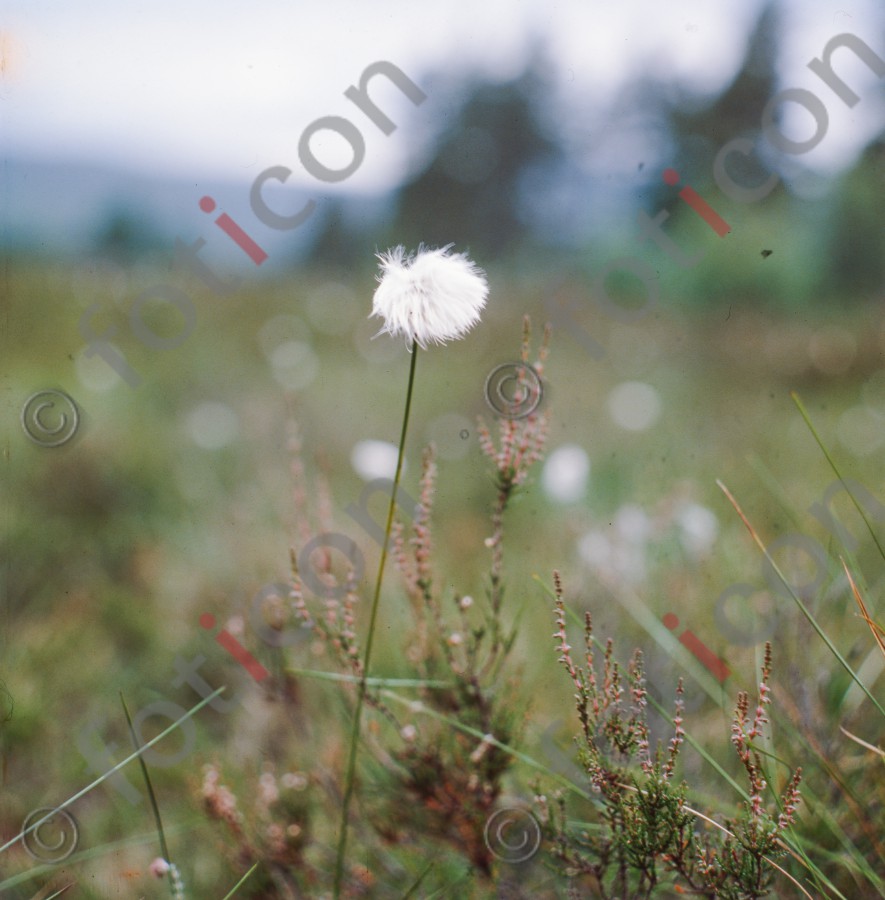 Löwenzahn | Dandelion - Foto foticon-hofmann-001-003.jpg | foticon.de - Bilddatenbank für Motive aus Geschichte und Kultur